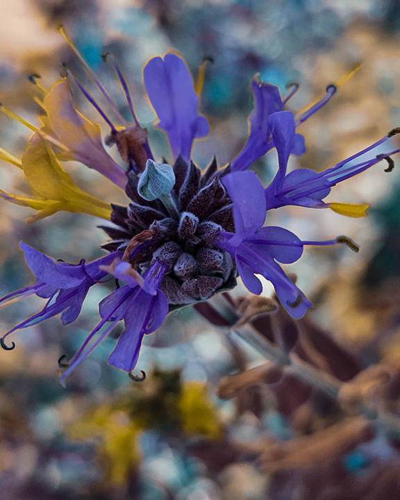 Desert Bloom