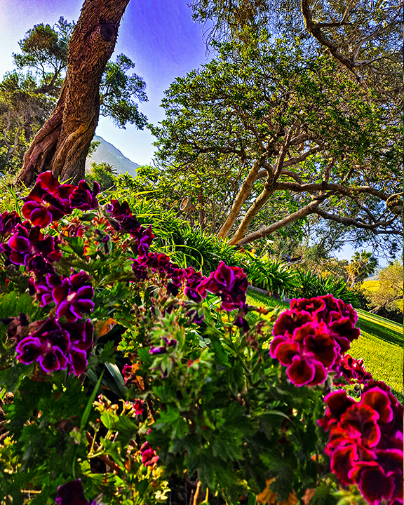 Beach Flowers