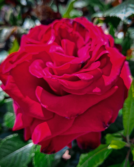 Big Red Rose