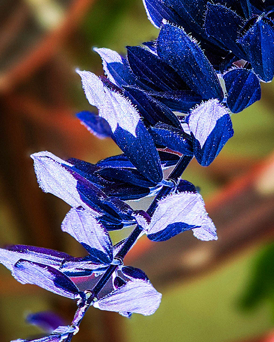 Blue Ladder