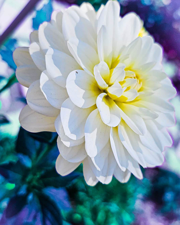 Fluffy White