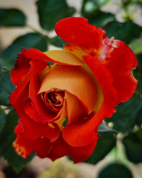 Red Orange Rose